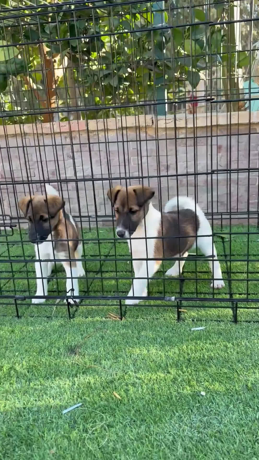 Fox Terrier de Pelo Liso perros en venta: Disponible cachorros fox terrier pelo liso - Video 1