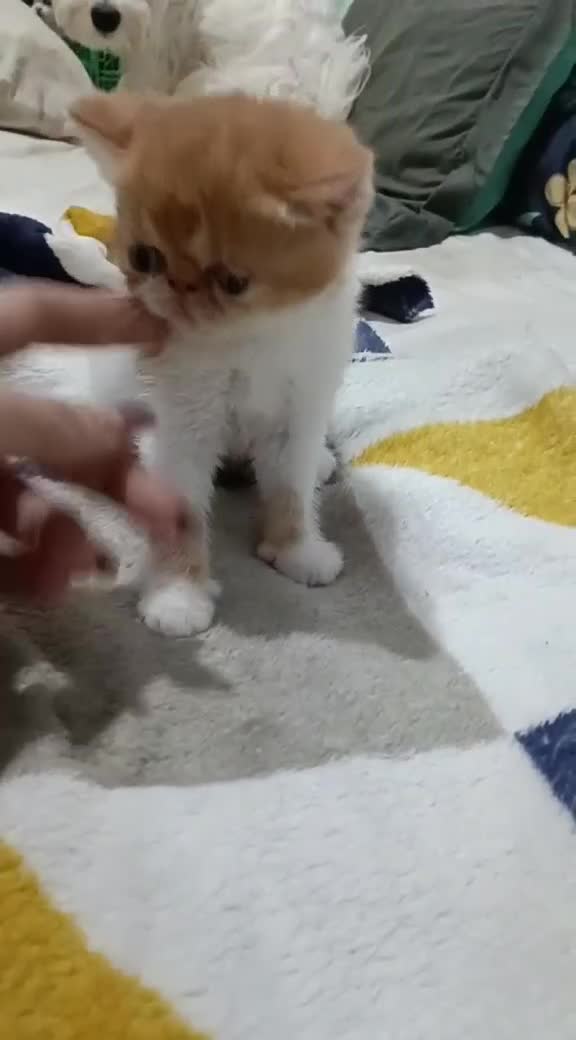 Exótico de Pelo Corto gatos en venta: Persa exótico de pelo corto en Barcelona - Video 2