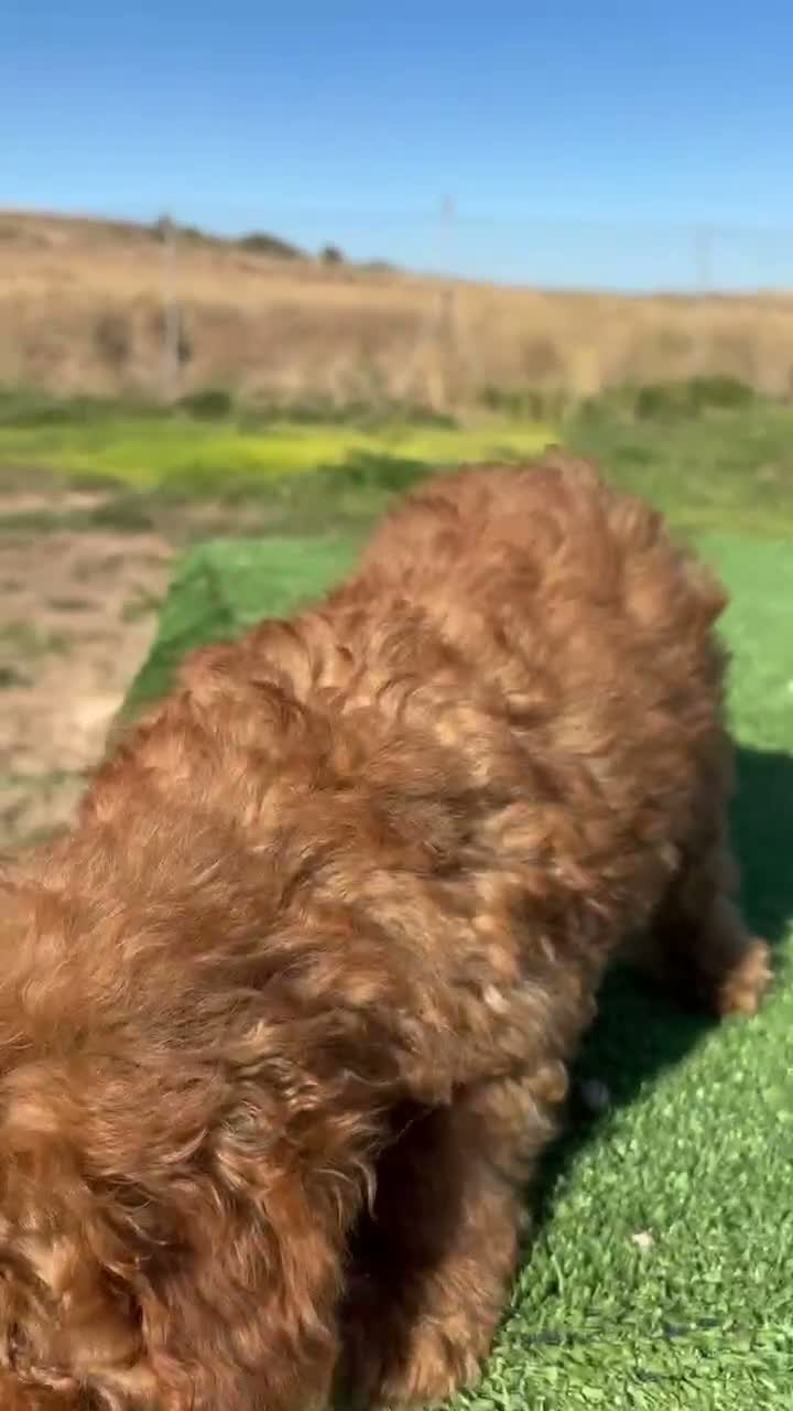 Caniche Toy perros en venta: CANICHE TOY  - Video 2
