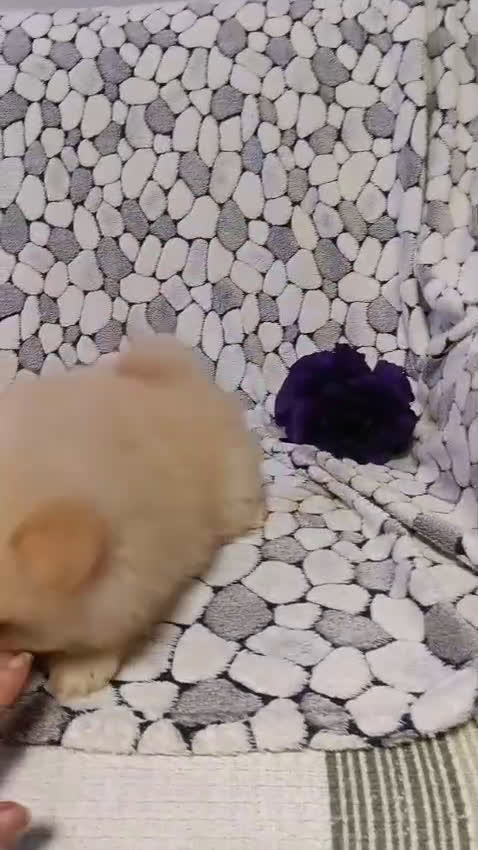 Pomerania perros en venta: Pomerania lulu Toy disponibles  - Video 3