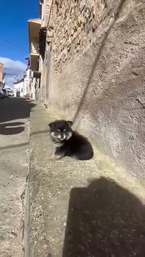 Pomerania perros en venta: Lulu pomerania  en Barcelona - Video 1