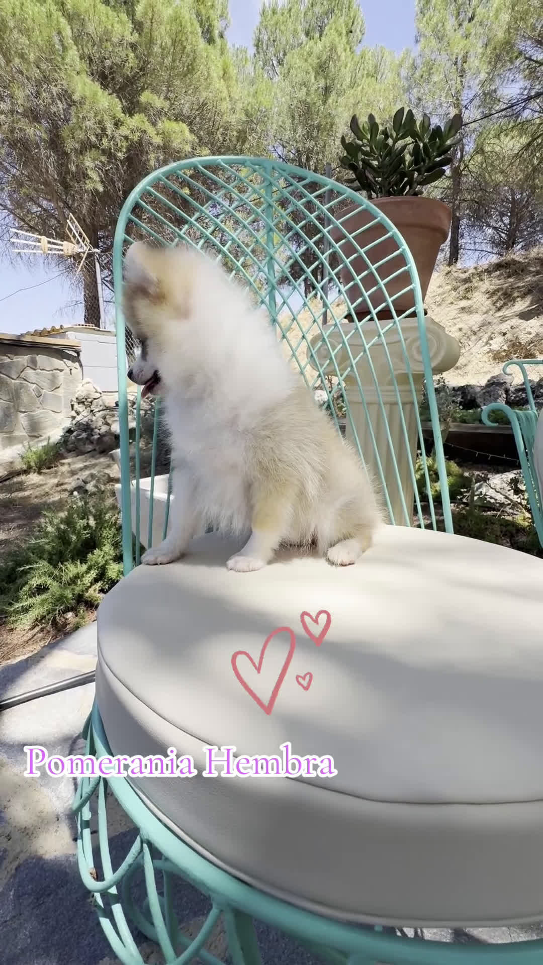 Pomerania perros en venta: Pomerania hembra bicolor disponible - Video 1