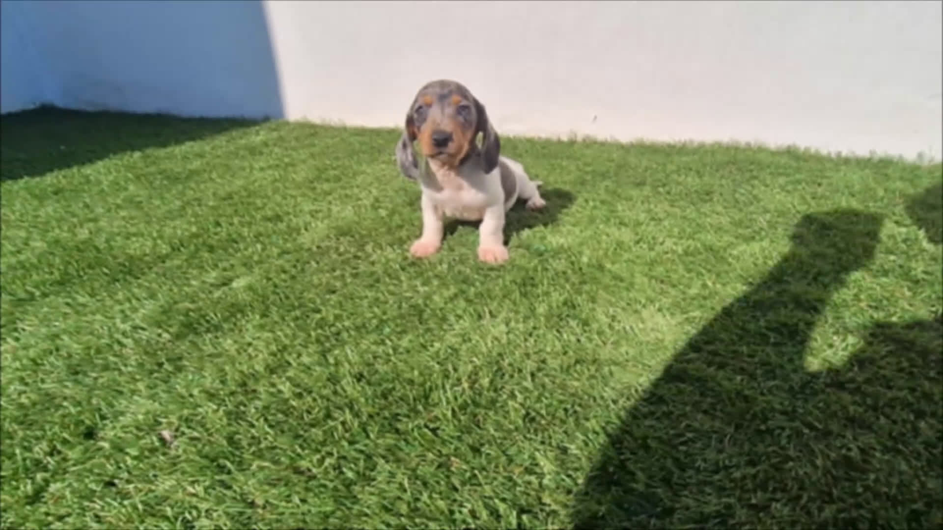 Teckel Miniatura perros en venta: TECKEL MINIATURA ARLEQUIN - Video 1