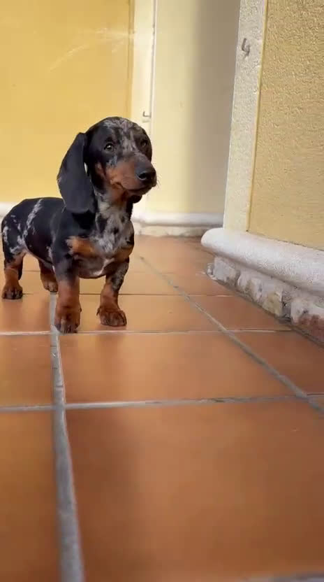 Teckel Miniatura perros en venta: Teckel Kaninchen arlequín Merle plata  - Video 1
