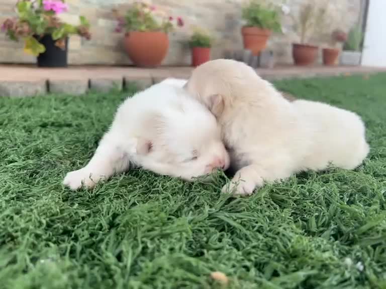 Pomerania perros en venta: Pomerania  - Video 2