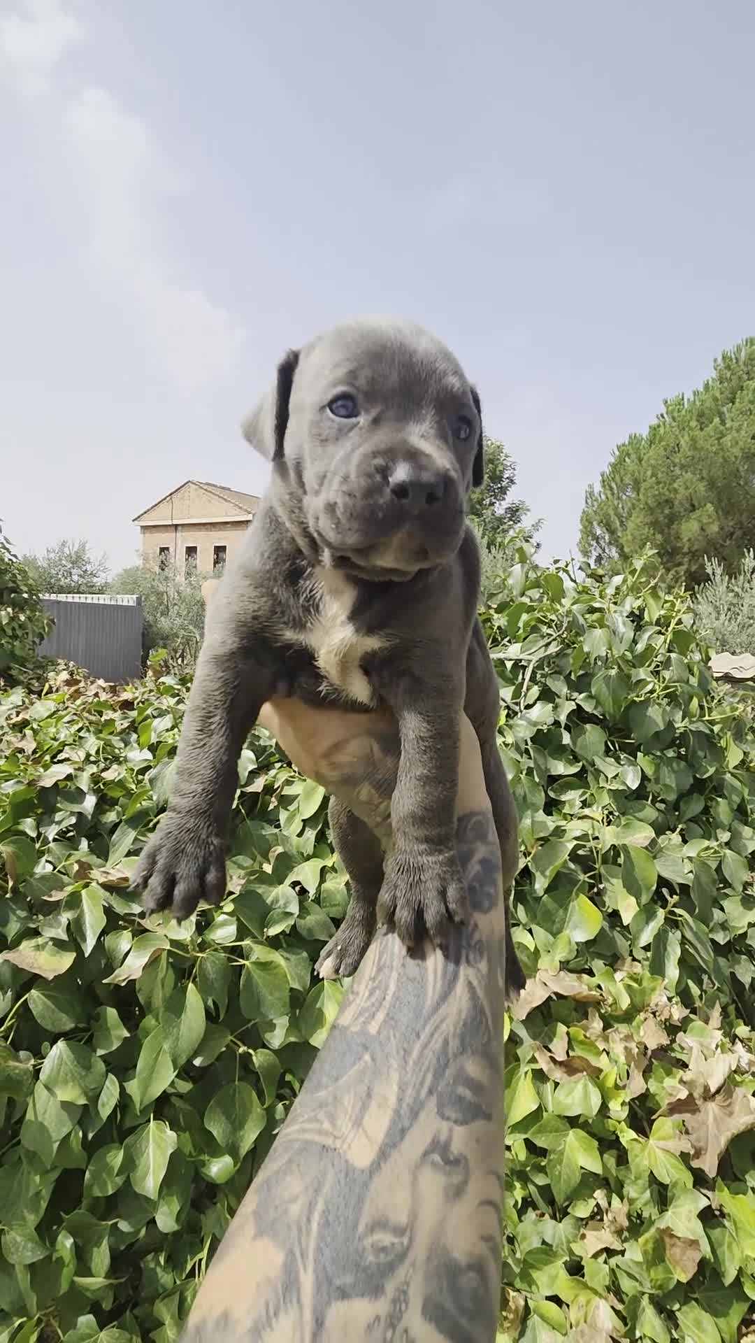 American Pit Bull Terrier perros en venta: American pit bull terrier exclusivos  - Video 2