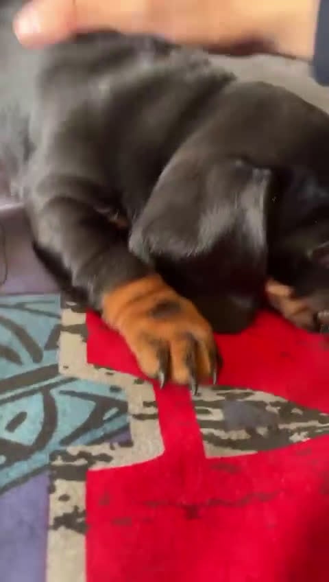 Teckel perros en venta: Teckel negro fuego fuego y venado - Video 1