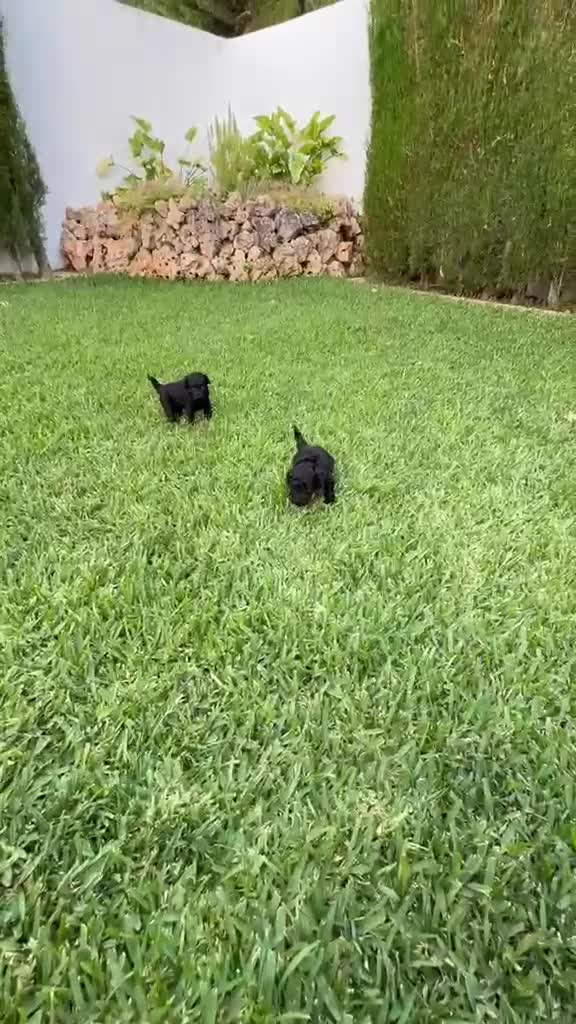 Caniche Toy perros en venta: Caniche toy  - Video 1