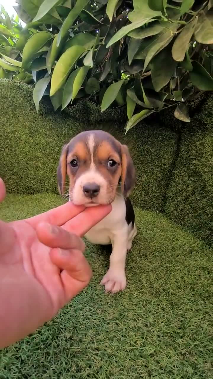Beagle perros en venta: beagles mini tricolor  - Video 1