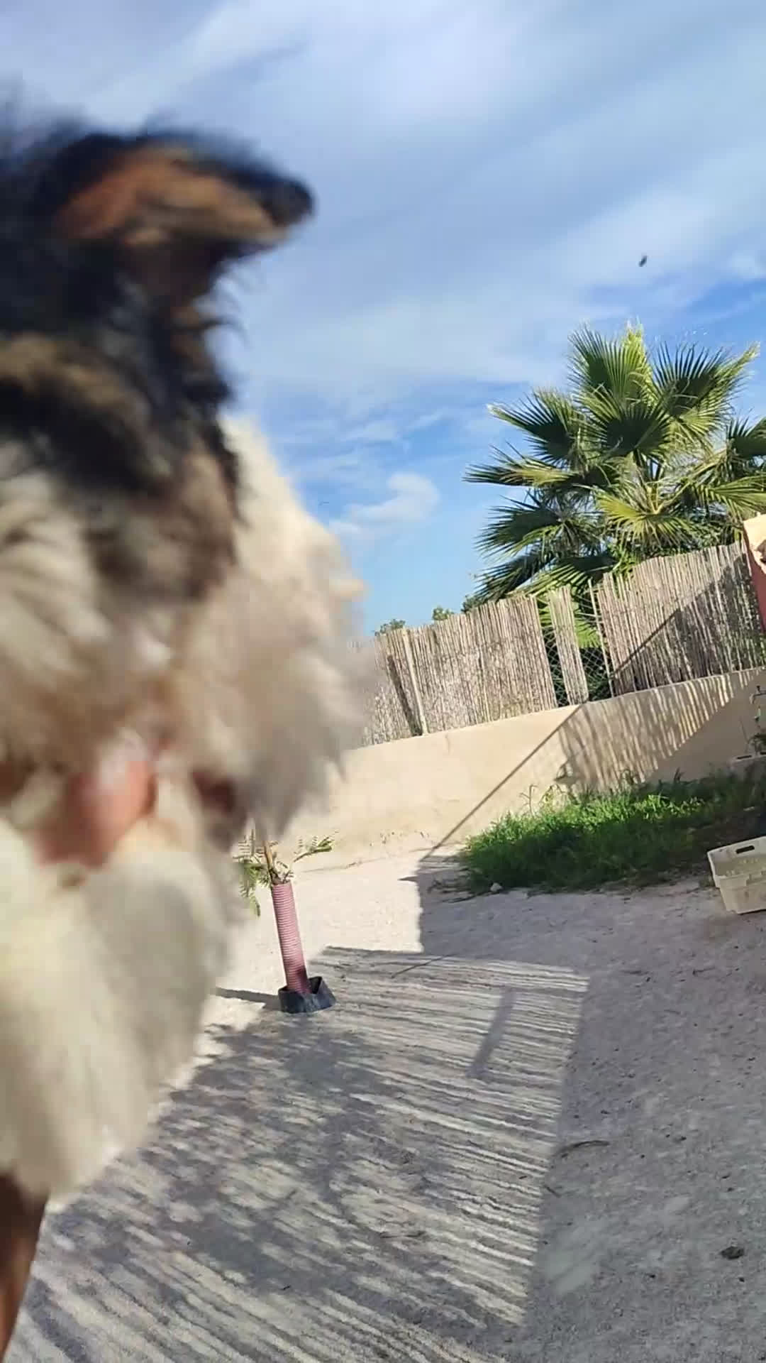 Raza Mixta perros en venta: Cachorritas malvi - Video 3