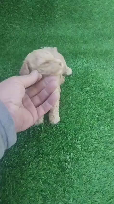 Caniche Toy perros en venta: Caniche toy apricot hembra diminuta - Video 1