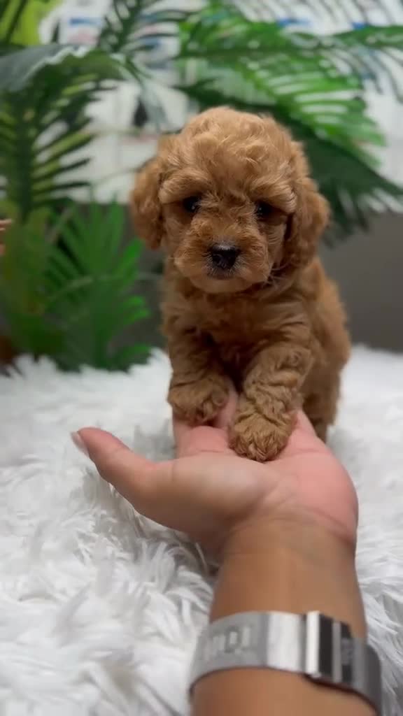 Caniche Toy perros en venta: CANICHE TOY-MUY PEQUEÑITO - Video 1