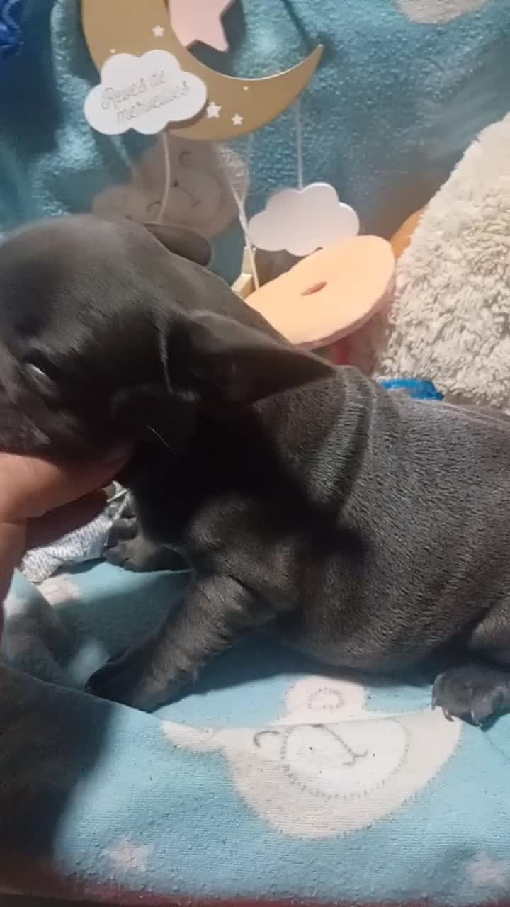 Bulldog Francés perros en venta: ‼️‼️BULLDOG FRANCES EXÓTICOS - Video 1