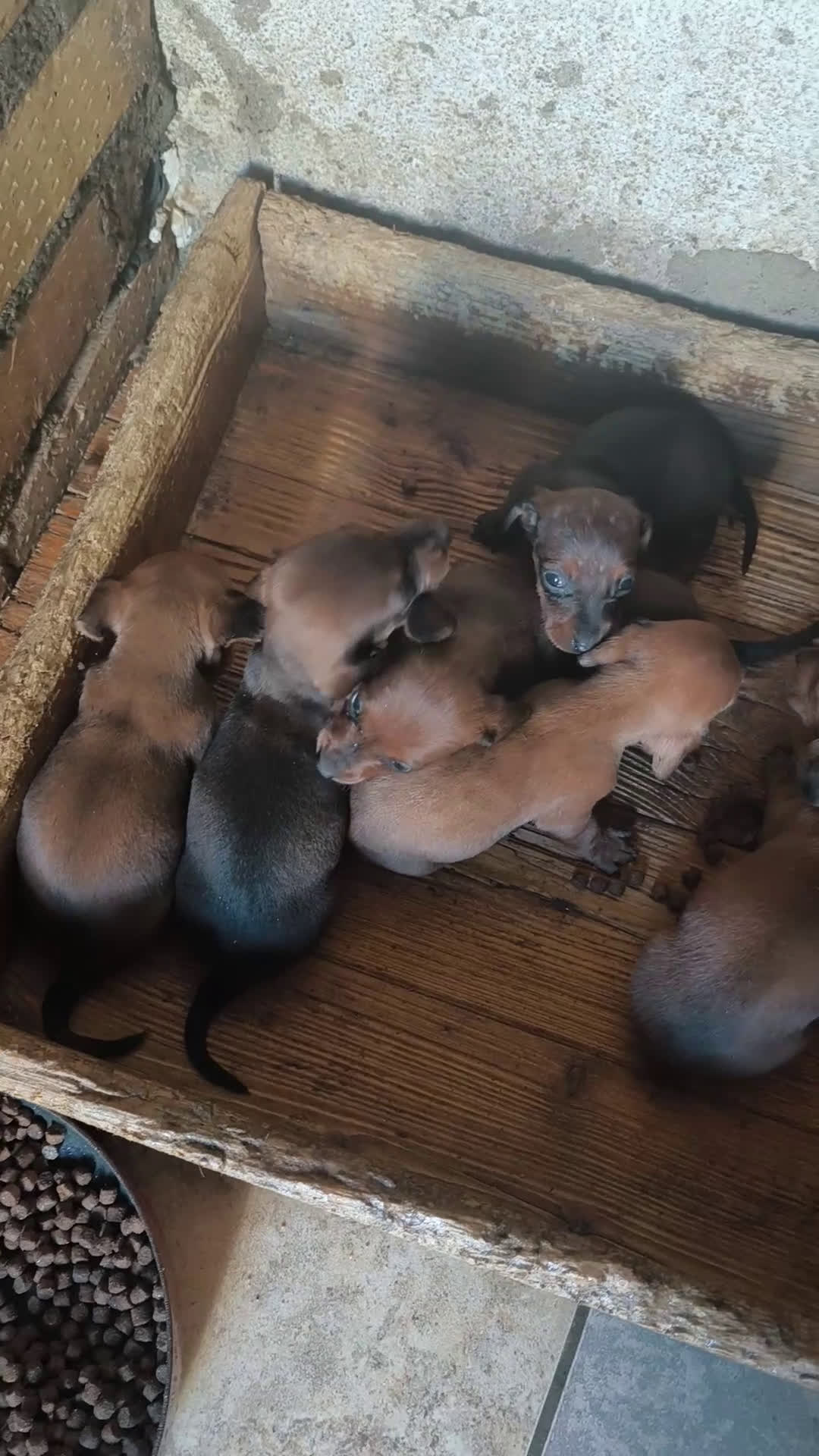 Teckel Miniatura perros en venta: camada de teckel  miniatura  - Video 1