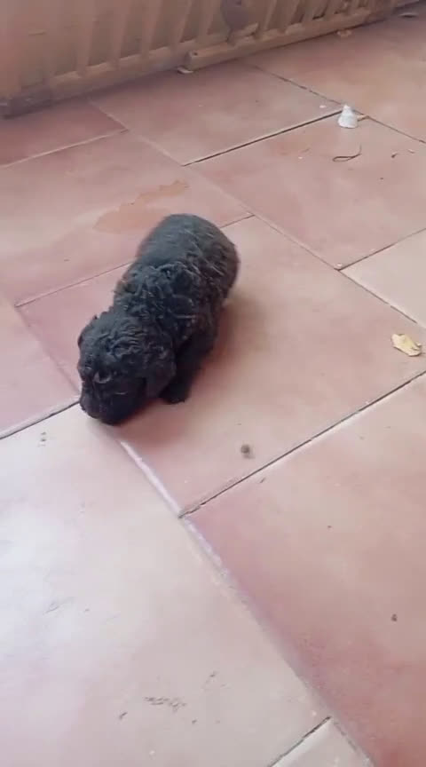 Perro de Agua Español perros en venta: Perro de agua  - Video 1