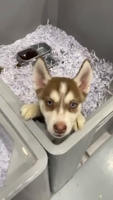 Husky Siberiano perros en venta: BEBÉS DE HUSKY SIBERIANO DISPONIBLE  - Video 1