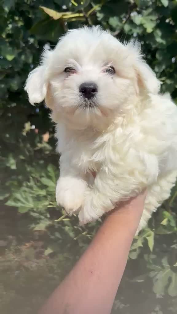 Bichón Maltés perros en venta: Bichon maltés americano - Video 1