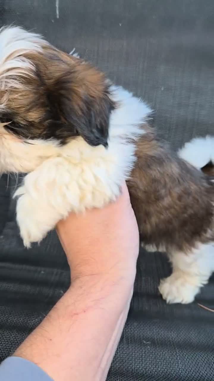 Shih Tzu perros en venta: Machitos shih tzus  - Video 2