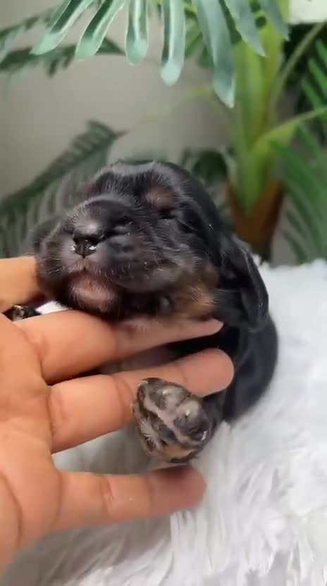 Cocker Spaniel Inglés perros en venta: COCKER SPANIEL INGLES - Video 1