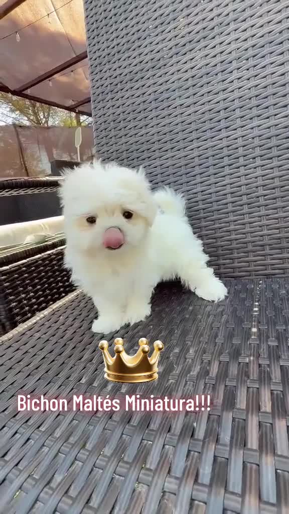 Bichón Maltés perros en venta: Bichon miniatura líneas coreanas!!! - Video 1