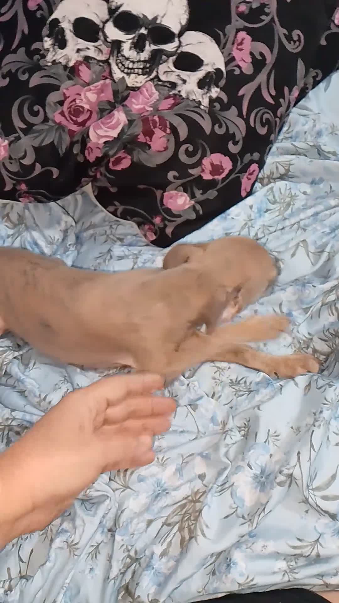 Raza Mixta perros en venta: Greyhuahua solo quedan los Merle y uno marrón  - Video 3