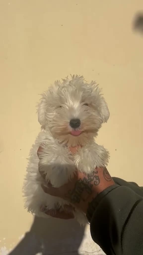 Schnauzer Miniatura perros en venta: Schnauzer, hembra - Video 1