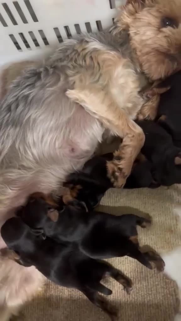 Yorkshire Terrier perros en venta: YORKSHIRE TOY  - Video 1