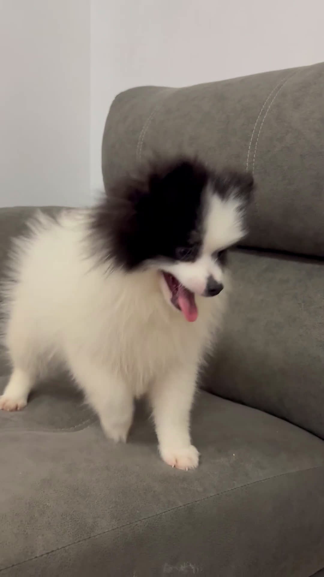 Pomerania perros en venta: Cachorro pomerania  - Video 1