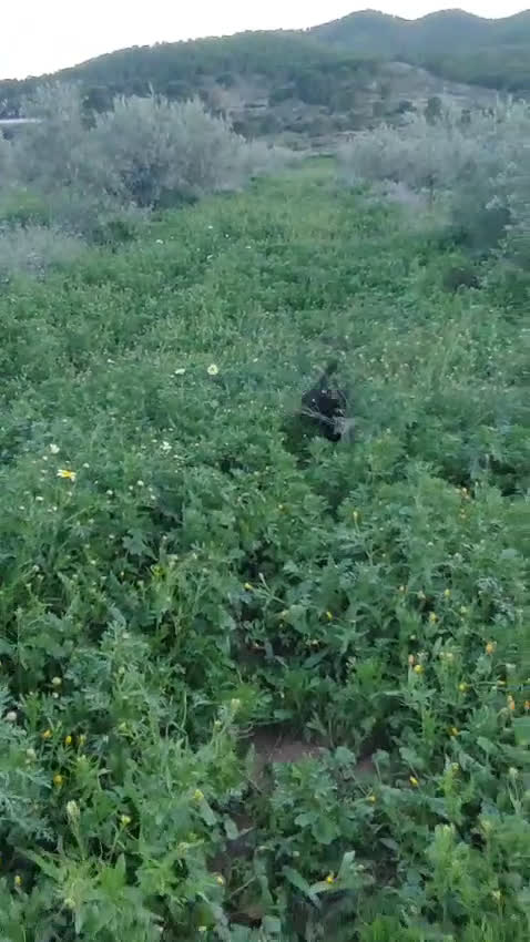 Pastor Miniatura Americano perros en venta: CACHORRO PASTOR AMERICANO MINIATURA  - Video 1