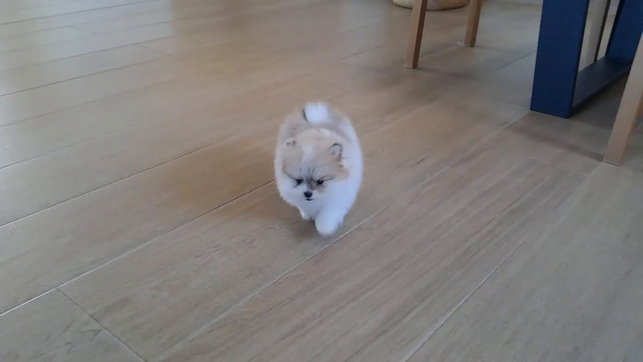 Pomerania perros en venta: Lulu de Pomerania  - Video 4