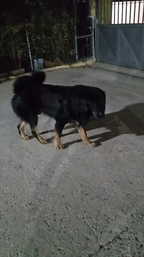 Dogo del Tíbet perros en venta: Camada Dogo del Tíbet, Blue - Machos y Hembras - Video 2
