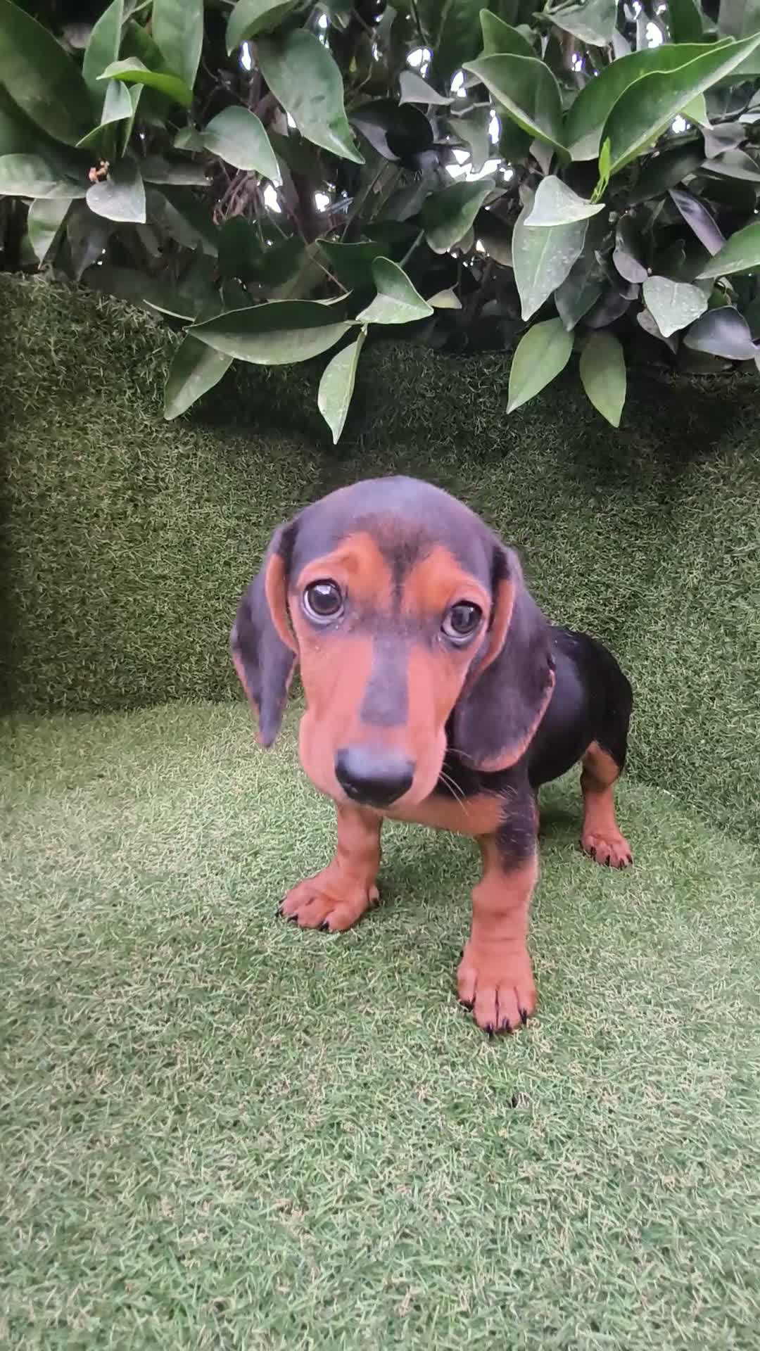 Teckel Miniatura perros en venta: teckel miniatura varios colores  - Video 1