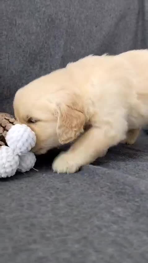 Golden Retriever perros en venta: Preciosos cachorros de golden retriever - Video 2