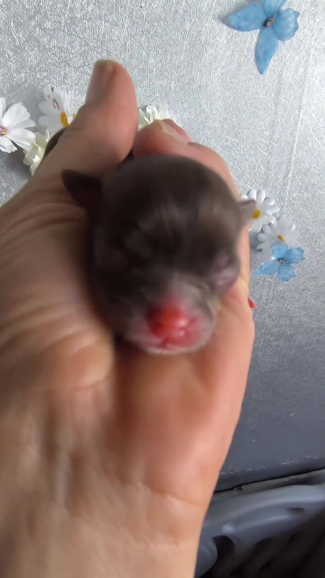 Chihuahua perros en venta: Chihuahua mini en Curtis la Coruña  - Video 1