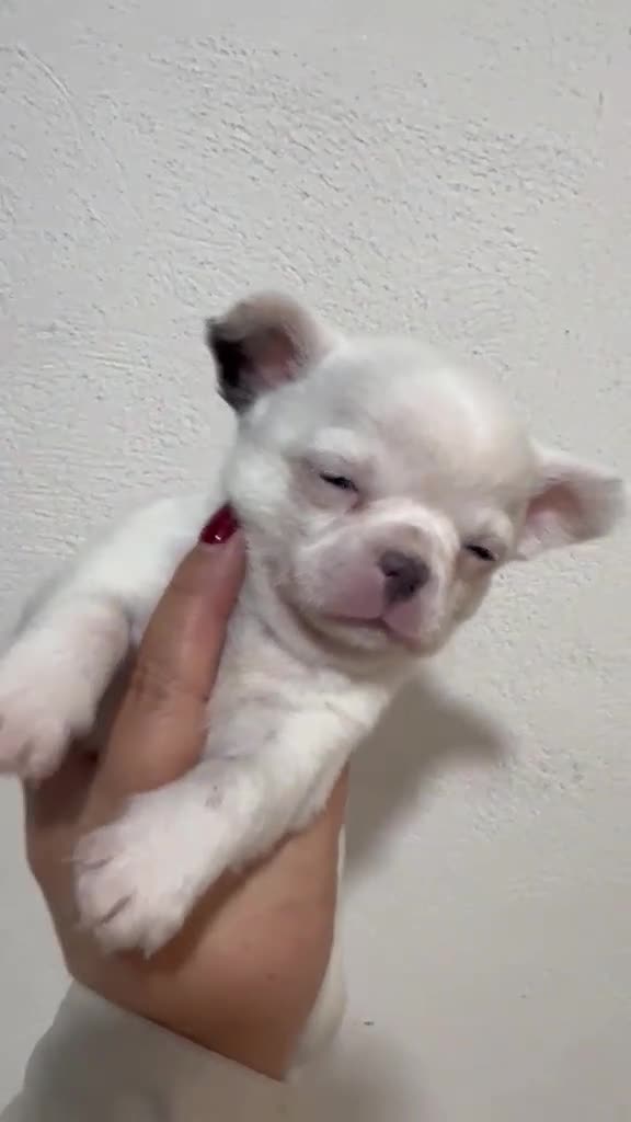 Chihuahua perros en venta: CHIHUAHUA MINI TOY OJOS AZULES - Video 1