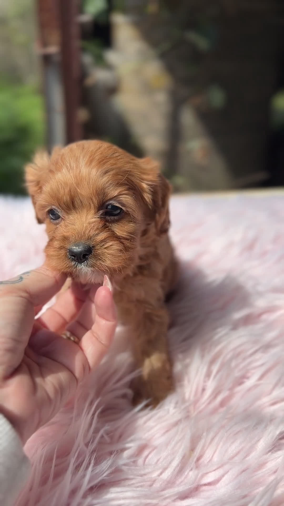 Cavapoo perros en venta: Cavapoo hembra  - Video 1
