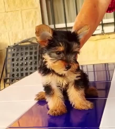 Yorkshire Terrier perros en venta: York Shire Toy  - Video 1