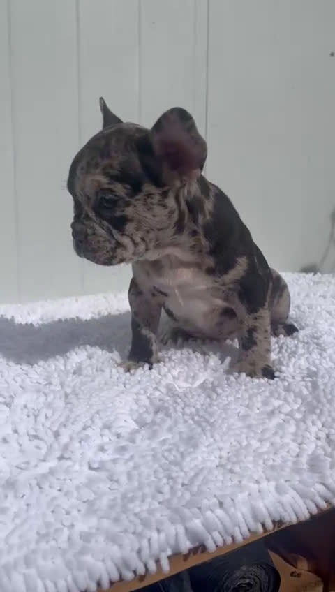 Bulldog Francés perros en venta: Cachorrita de Bulldog francés Merle blue  - Video 1