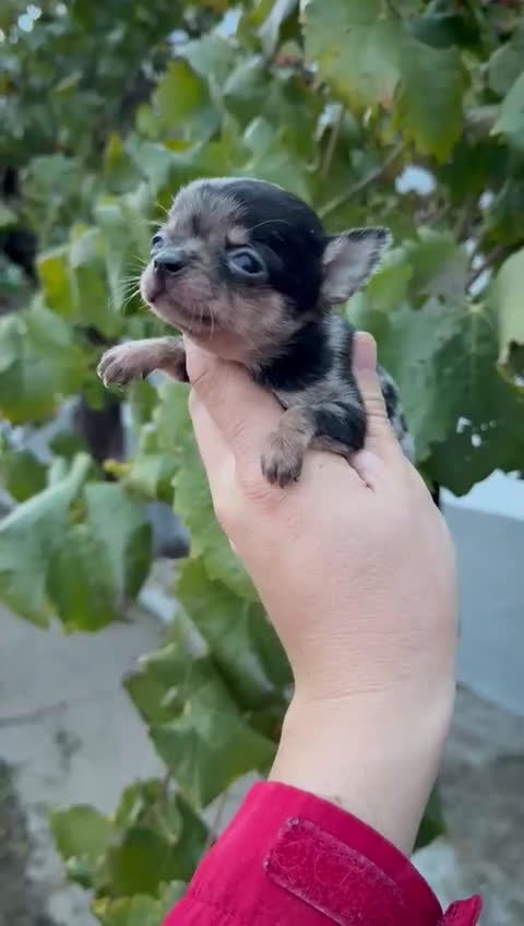 Chihuahua perros en venta: Cachorros Chihuahua toy cabeza manzana - Video 2
