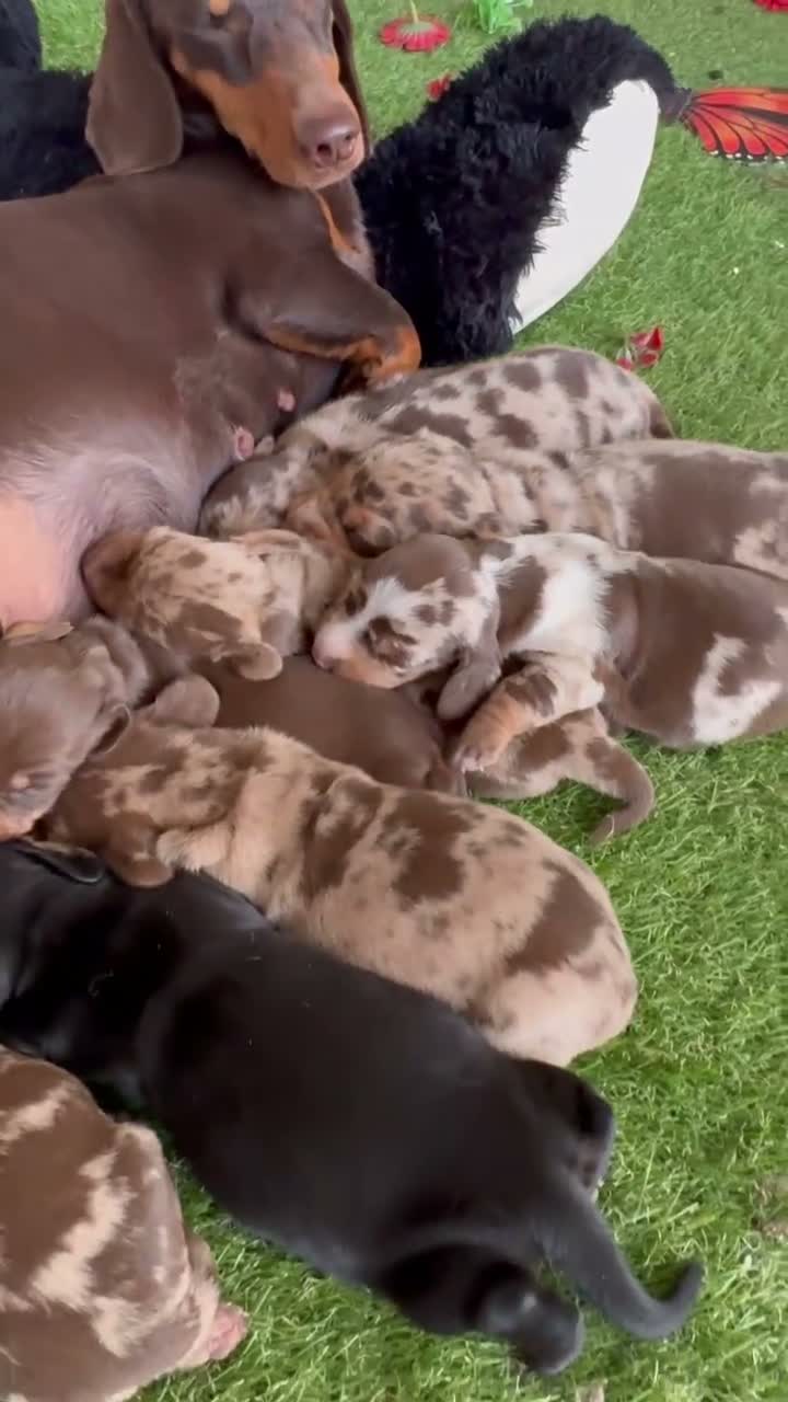 Teckel Miniatura perros en venta: Teckel, miniatura, pelo corto - Video 1