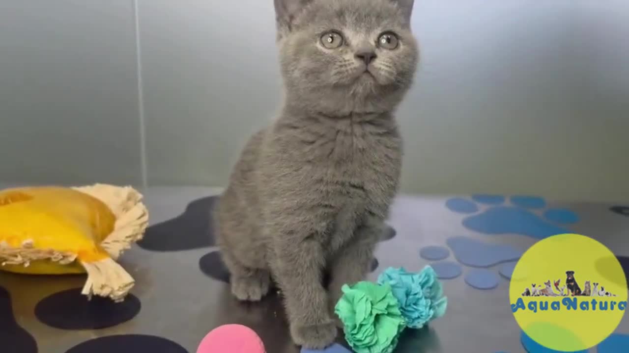 Británico de Pelo Corto Azul gatos en venta: British Hembra de Marlon y Skay 6330 AQUANATURA - Video 1
