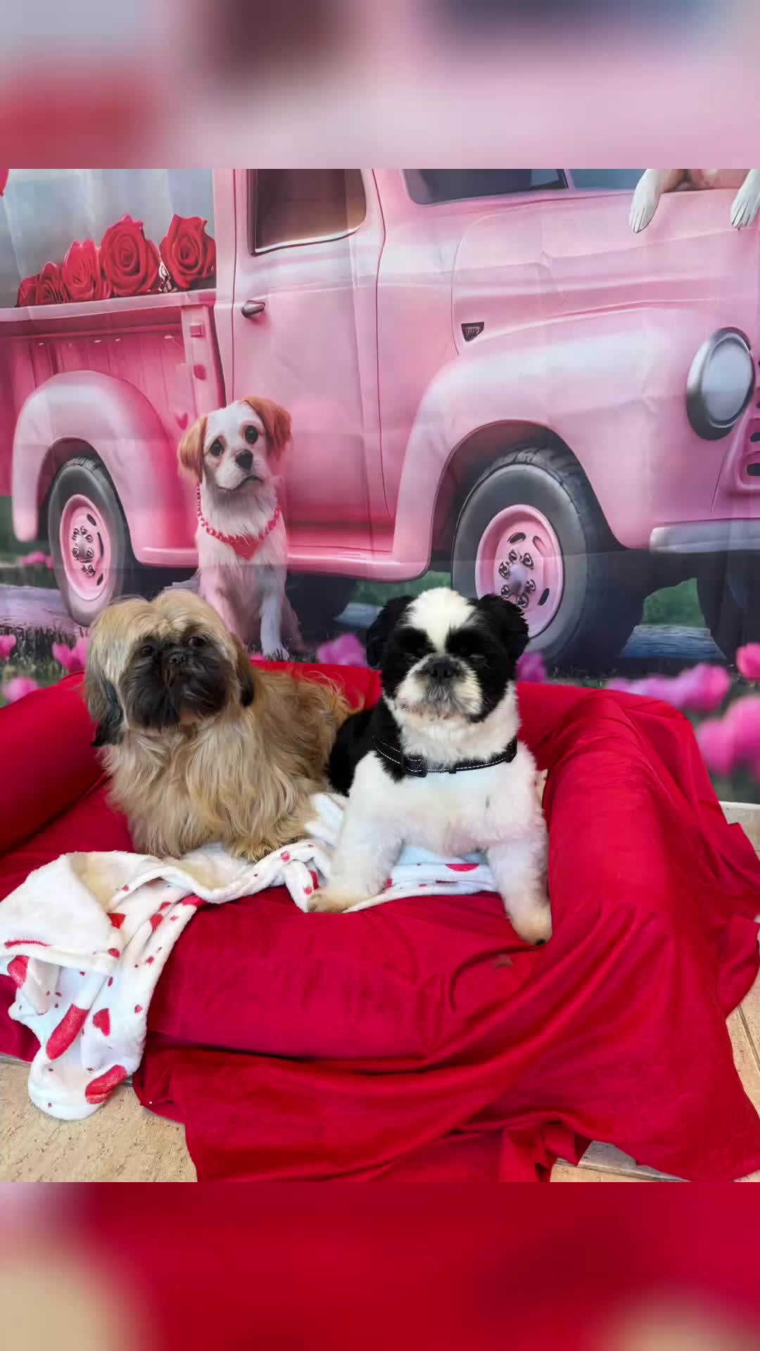 Shih Tzu perros en venta: Macho shihtzu máscara negra cuerpo dorado - Video 1