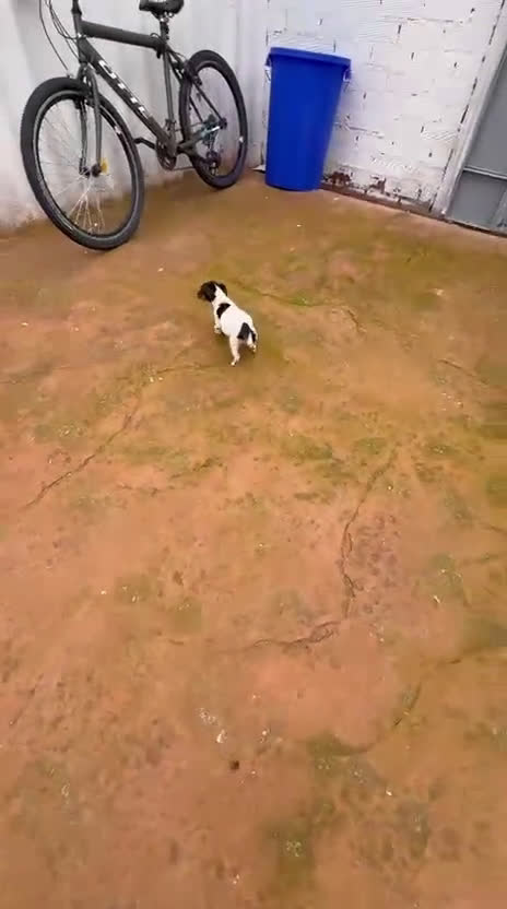 Jack Russell Terrier perros en venta: Jack Russell  - Video 3