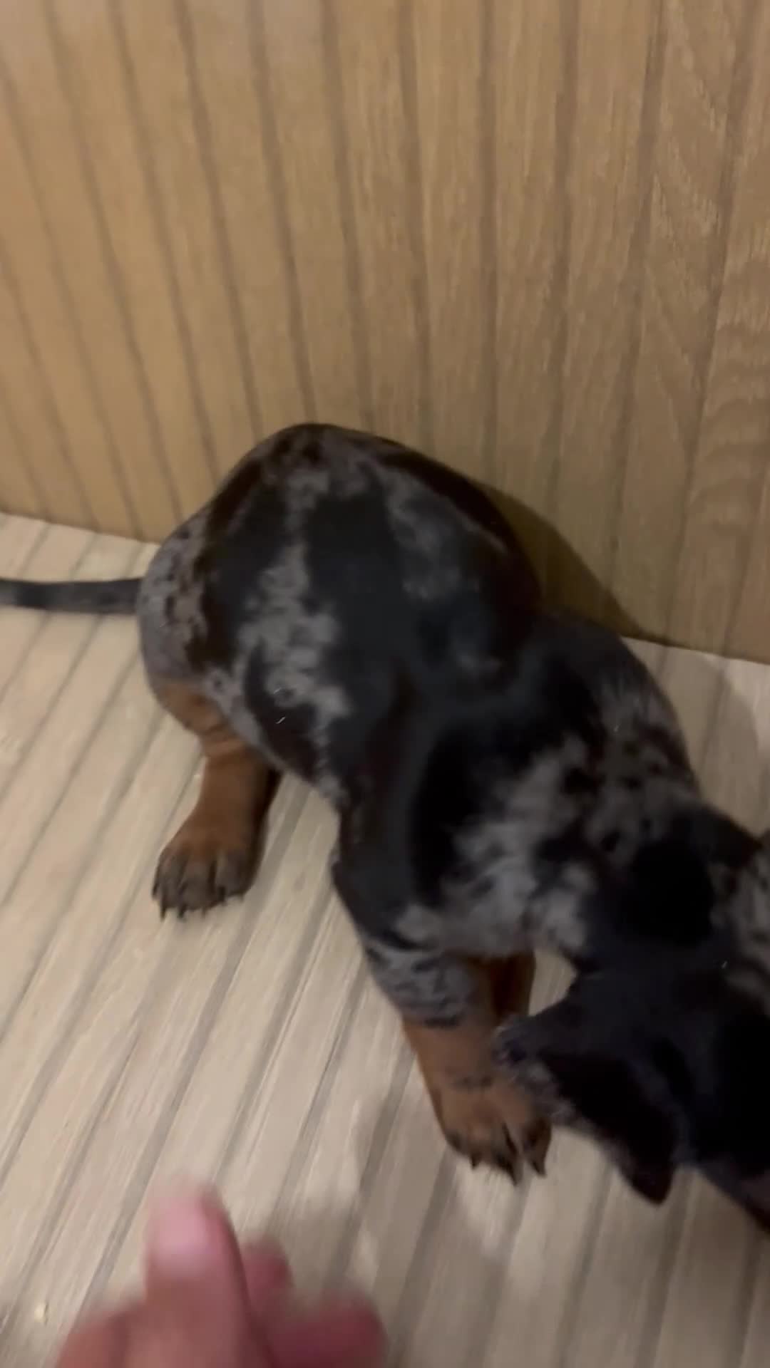 Teckel Miniatura perros en venta: teckel arlequin  - Video 2