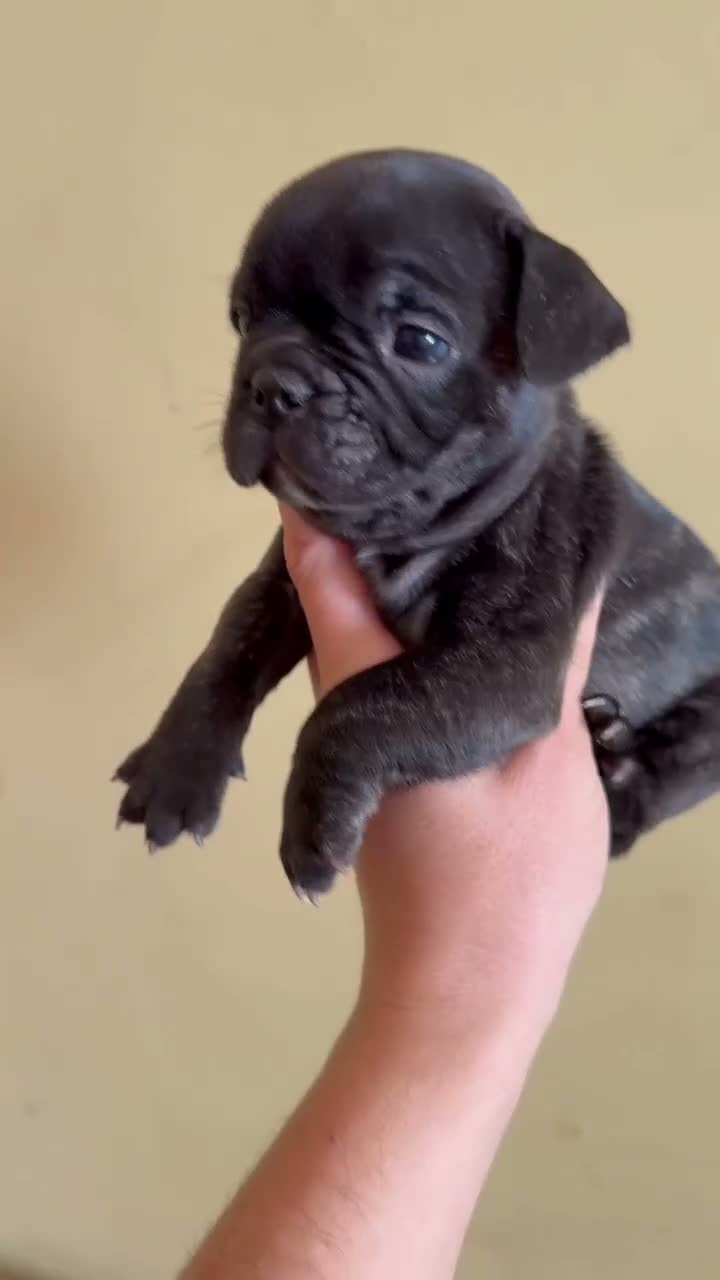 Bulldog Francés perros en venta: Bulldog frances - Video 1