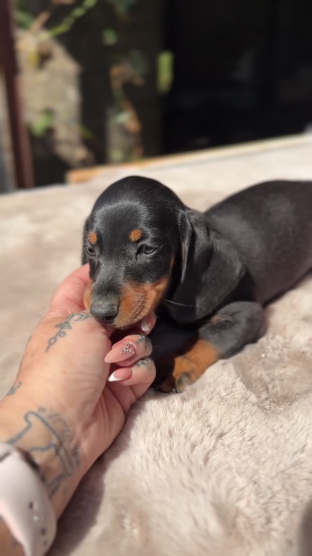 Teckel Miniatura perros en venta: Teckel negro fuego  - Video 1