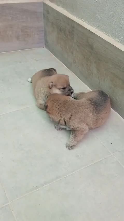 Shiba Inu perros en venta: SHIBA INU - Video 1