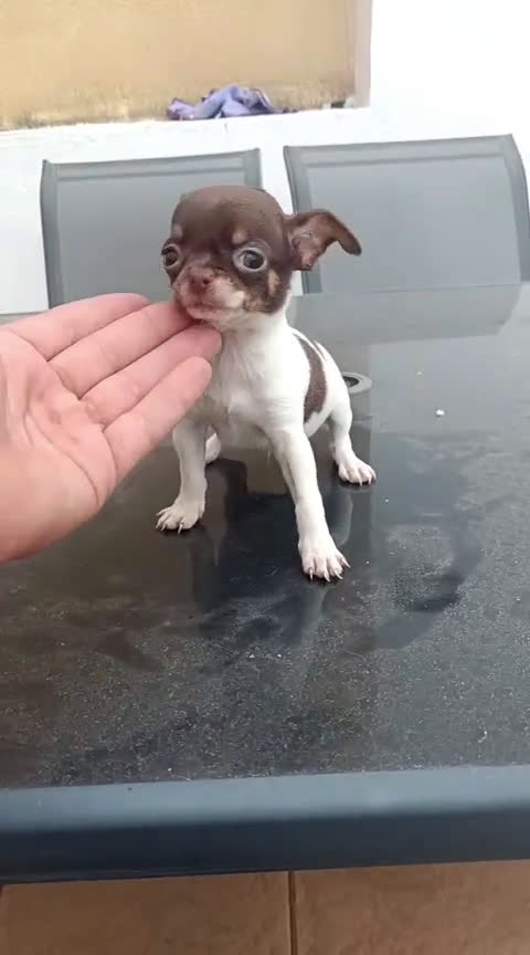 Chihuahua perros en venta: Preciosa camada de Chihuahua en Granada - Video 3