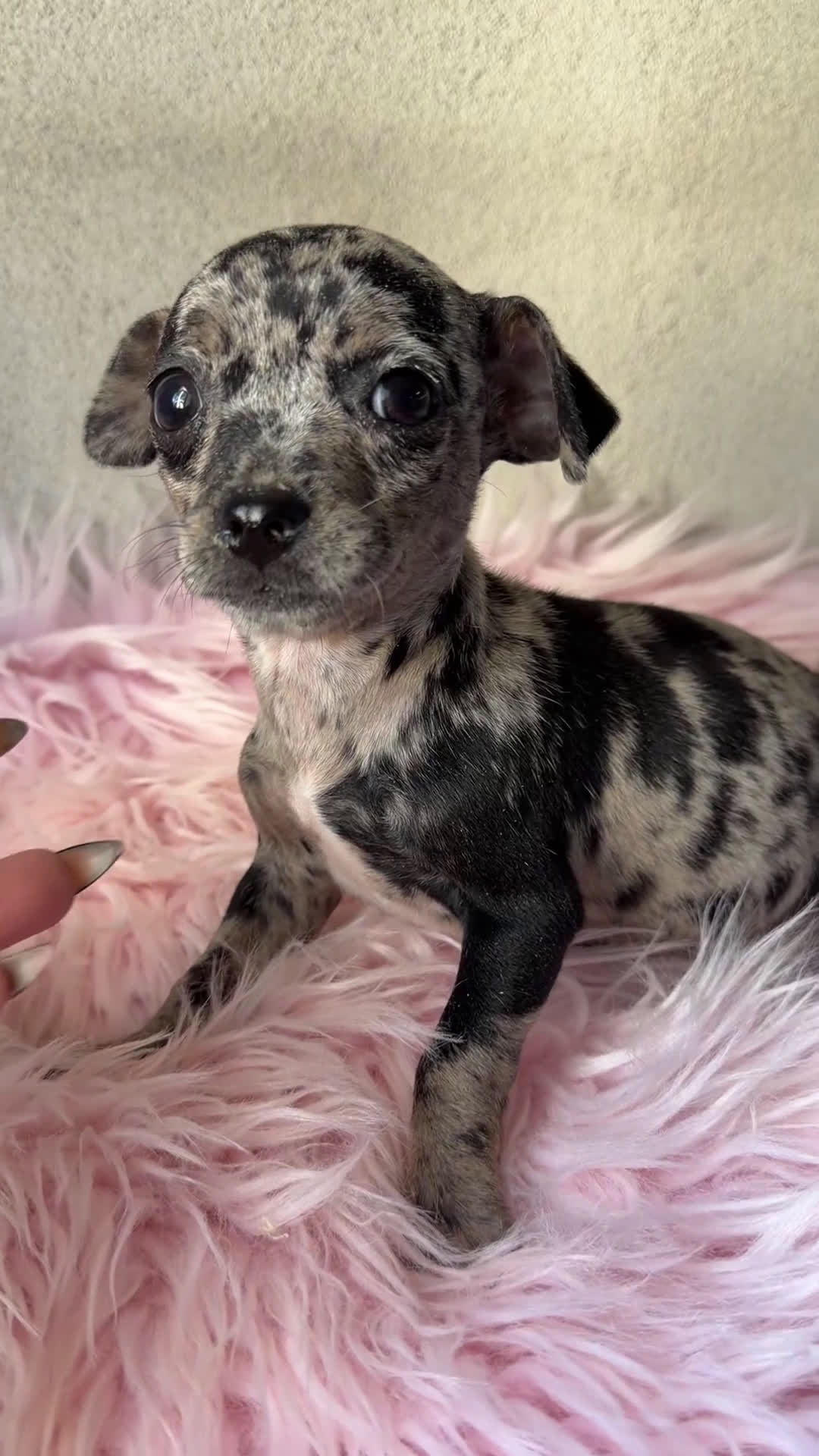 Pinscher Miniatura perros en venta: Minipincher Merle hembra  - Video 1