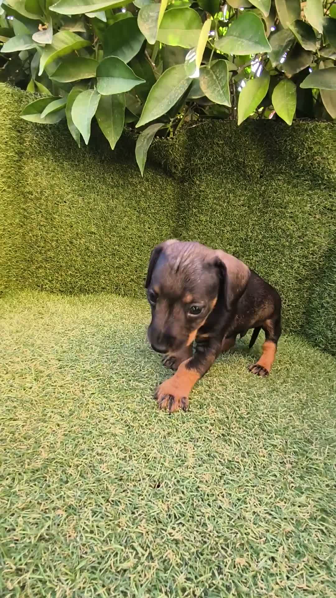 Teckel Miniatura perros en venta: camada teckel miniatura  pelo basto corto    - Video 4